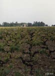 Chateau Margaux 1