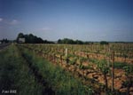 Monbazillac