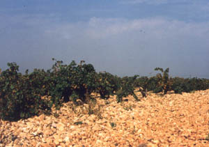 Chateauneuf du-Pape