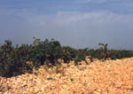 Chateauneuf du-Pape