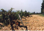 Chateauneuf du-Pape